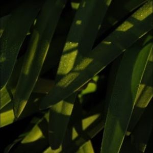 Meet your Posher, Isabella